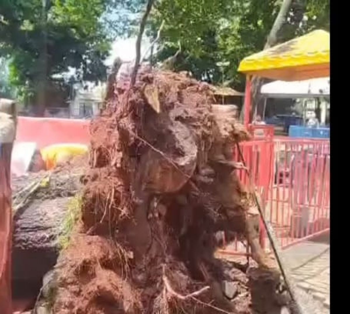 Aconteceu de novo! Árvore gigante cai em cima do carrinho bate-bate no Mutirama